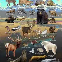 Mammals of Pierce County, Washington poster