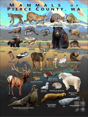 Mammals of Pierce County, Washington poster
