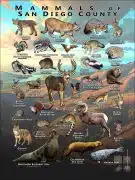 Mammals of San Diego County, California poster print