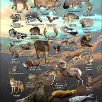 Mammals of San Diego County, California poster print