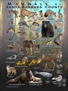 Mammals of Santa Barbara County, California poster print
