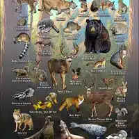 Mammals of Santa Barbara County, California poster print