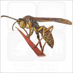 Northern Paper Wasp drawing