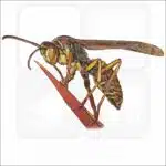 Northern Paper Wasp drawing