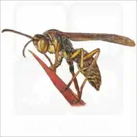 Northern Paper Wasp drawing