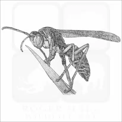 Northern Paper Wasp black and white drawing