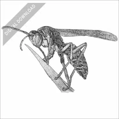 Northern Paper Wasp black and white stock image