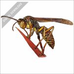 Northern Paper Wasp stock art drawing