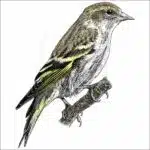 Pine Siskin illustration