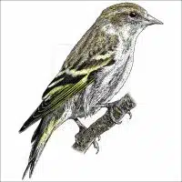 Pine Siskin illustration