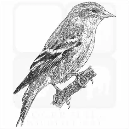 Pine Siskin black and white drawing