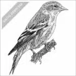 Pine Siskin black and white stock drawing