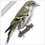 Pine Siskin stock art drawing