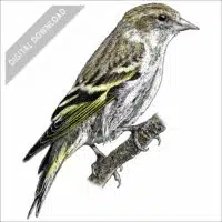 Pine Siskin stock art drawing