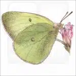 Pink-Edged Sulphur drawing