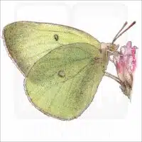 Pink-Edged Sulphur drawing