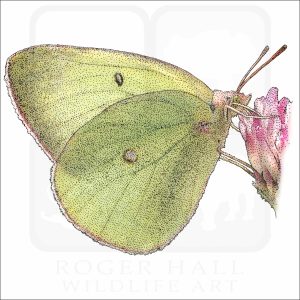 Pink-Edged Sulphur drawing