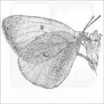 Pink-Edged Sulphur black and white drawing