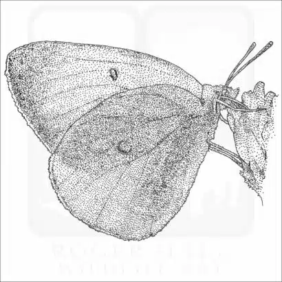 Pink-Edged Sulphur black and white drawing