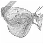 Pink-Edged Sulphur Butterfly black and white stock art drawing