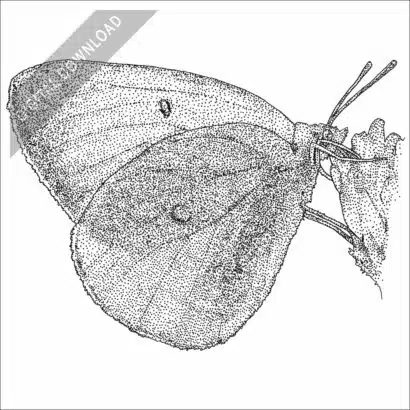 Pink-Edged Sulphur Butterfly black and white stock art drawing