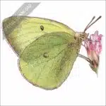 Pink-Edged Sulphur stock art drawing