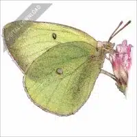 Pink-Edged Sulphur stock art drawing