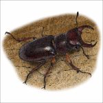 Reddish-Brown Stag Beetle drawing