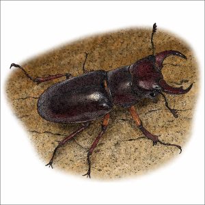 Reddish-Brown Stag Beetle drawing