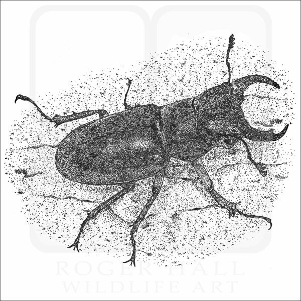 Reddish-Brown Stag Beetle black and white drawing