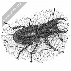 Reddish-Brown Stag Beetle black and white stock art drawing