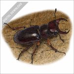 Reddish-Brown Stag Beetle stock art drawing