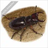 Reddish-Brown Stag Beetle stock art drawing