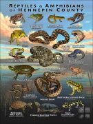 Reptiles & amphibians of Hennepin County, MN poster
