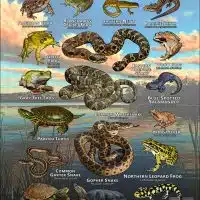 Reptiles & amphibians of Hennepin County, MN poster