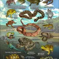 Reptiles & amphibians of Jackson County, MO poster