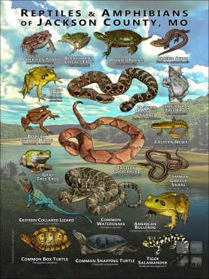 Reptiles & amphibians of Jackson County, MO poster