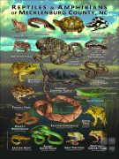 Reptiles & amphibians of Mecklenburg, NC poster