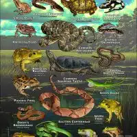 Reptiles & amphibians of Mecklenburg, NC poster