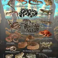 Reptiles & amphibians of Orange County poster
