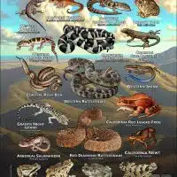 Reptiles & amphibians of San Diego County poster