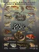 Reptiles & amphibians of Santa Barbara County poster