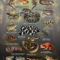 Reptiles & amphibians of Santa Barbara County poster