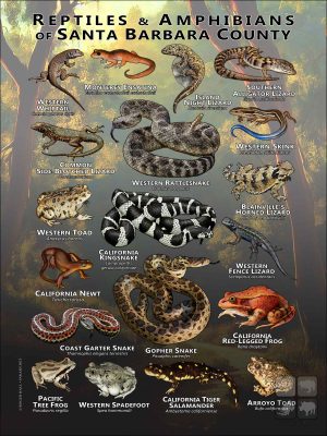Reptiles & amphibians of Santa Barbara County poster