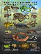 Reptiles & amphibians of Shelby County, TN poster