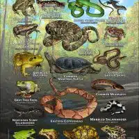 Reptiles & amphibians of Shelby County, TN poster