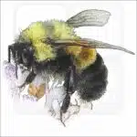 Rusty-Patched Bumble Bee drawing