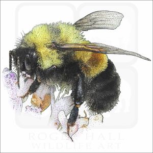 Rusty-Patched Bumble Bee drawing