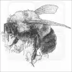 Rusty-Patched Bumble Bee black and white drawing