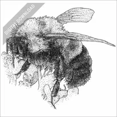 Rusty-Patched Bumble Bee black and white stock drawing